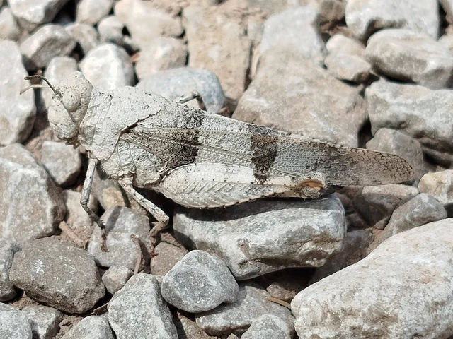 Oedipoda caerulescens - kékszárnyú sáska
