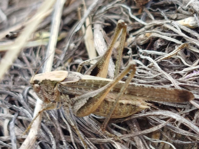 Platycleis grisea - szürke rétiszöcske
