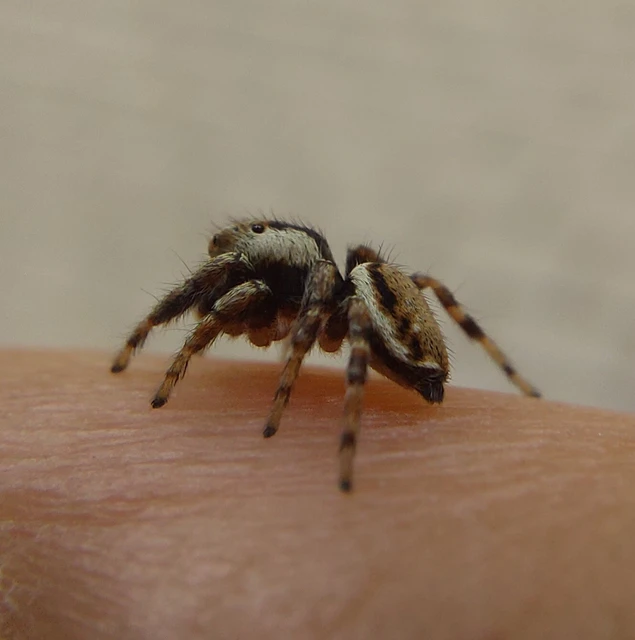 Araneae - Pókok