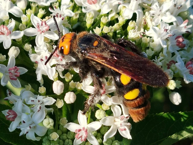 Megascolia maculata - óriás-tőrösdarázs