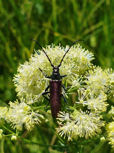 Aromia moschata - pézsmacincér