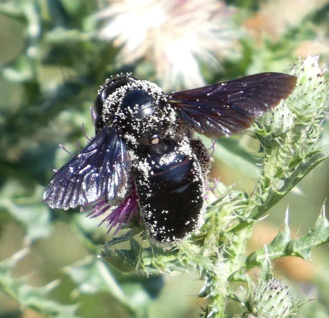 Xylocopa