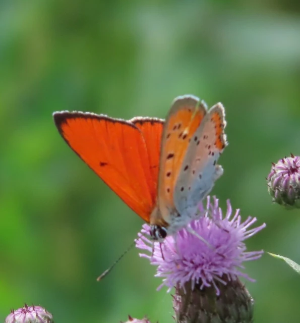 Lycaena dispar rutilus - nagy tűzlepke