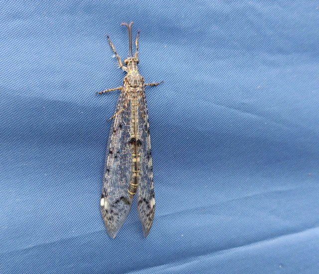 Distoleon tetragrammicus - négyfoltos hangyaleső