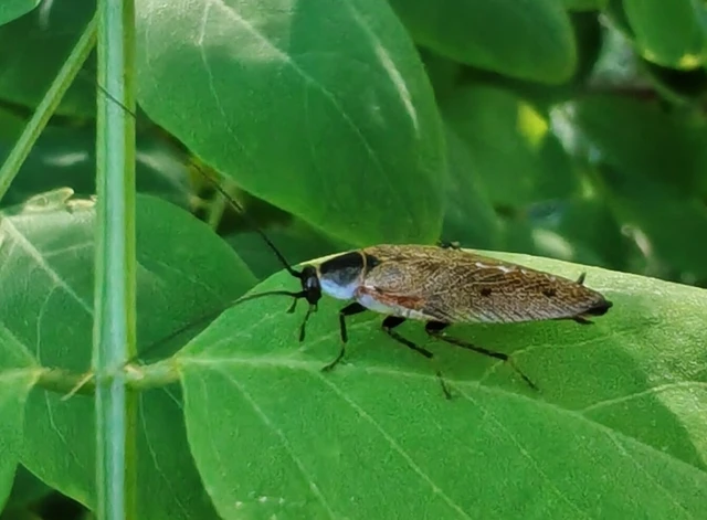 Blattodea - Csótányok Blattodea - Csótányok