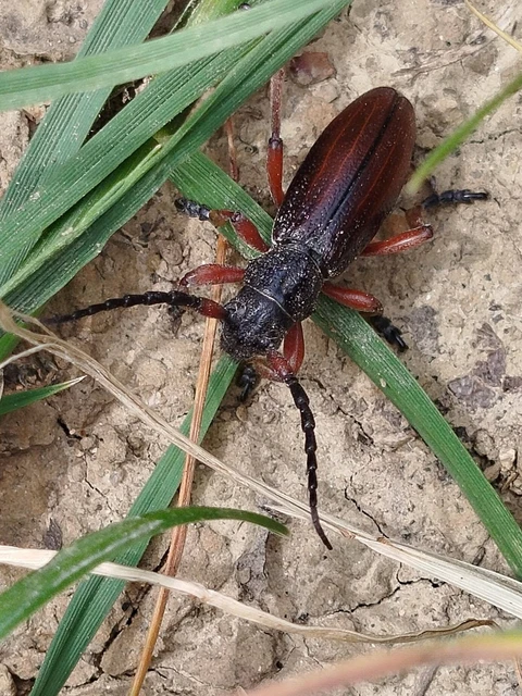 Dorcadion fulvum - barna gyalogcincér