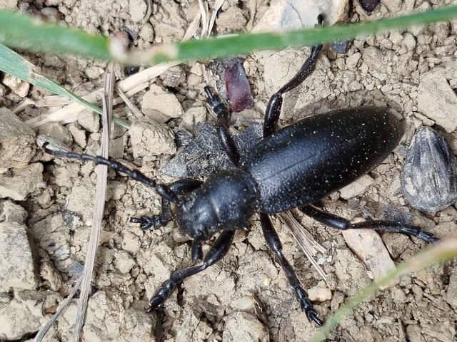 Dorcadion aethiops - fekete gyalogcincér Dorcadion aethiops - fekete gyalogcincér