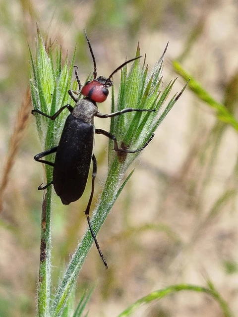Epicauta rufidorsum - hollóbogár