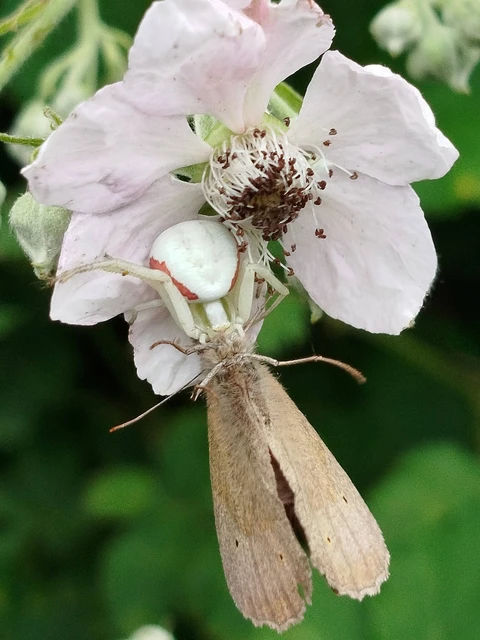 Araneae - Pókok
