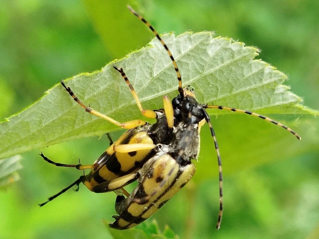 Rutpela maculata - tarkacsápú karcsúcincér Rutpela maculata - tarkacsápú karcsúcincér