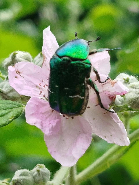 Cetonia aurata - aranyos virágbogár