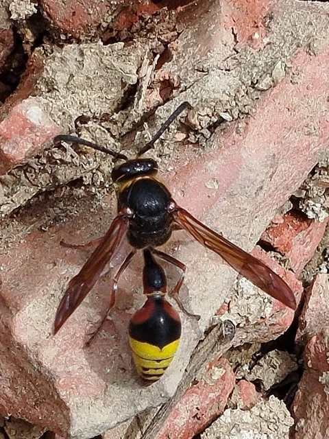 Hymenoptera - Hártyásszárnyúak
