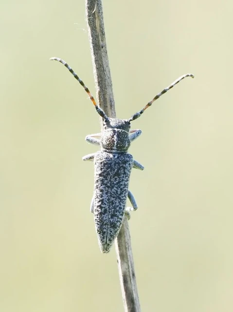 Pilemia tigrina - atracélcincér