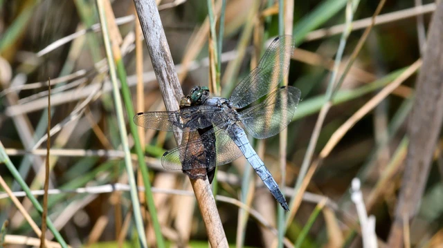 Orthetrum cancellatum - feketefarkú pásztorszitakötő Orthetrum cancellatum - feketefarkú pásztorszitakötő