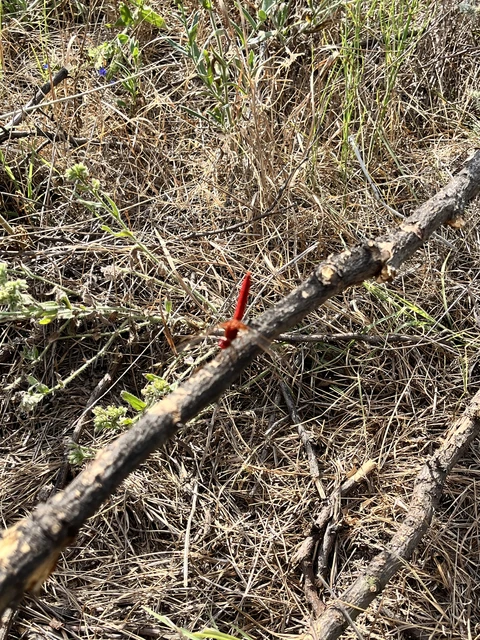 Crocothemis erythraea - skarlát szitakötő