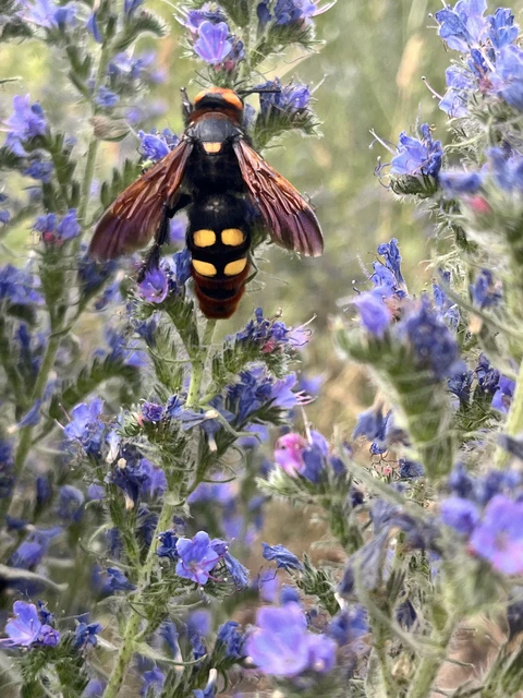 Megascolia maculata - óriás-tőrösdarázs