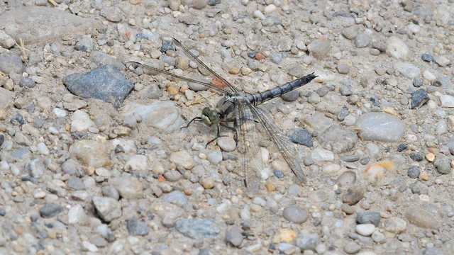 Orthetrum cancellatum - feketefarkú pásztorszitakötő Orthetrum cancellatum - feketefarkú pásztorszitakötő