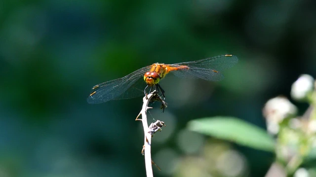 Sympetrum sanguineum - vörös katona-szitakötő