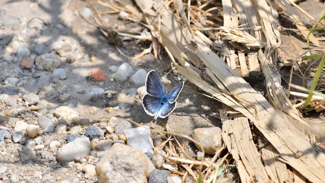 Plebejus argus - ezüstös boglárka