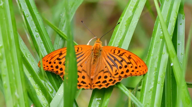 Argynnis paphia - nagy gyöngyházlepke