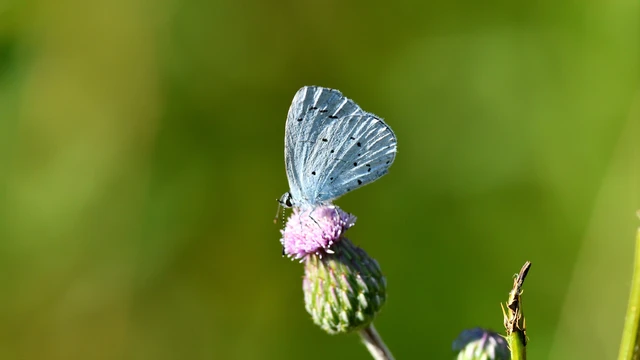 Celastrina argiolus - bengeboglárka