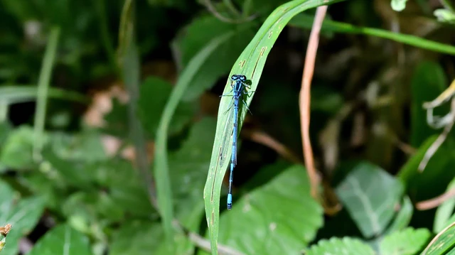 Coenagrion puella - azúrkék légivadász Coenagrion puella - azúrkék légivadász