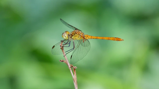 Sympetrum meridionale - fakó katona-szitakötő
