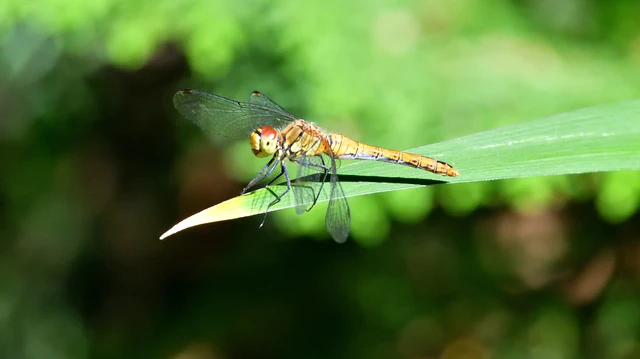 Sympetrum sanguineum - vörös katona-szitakötő