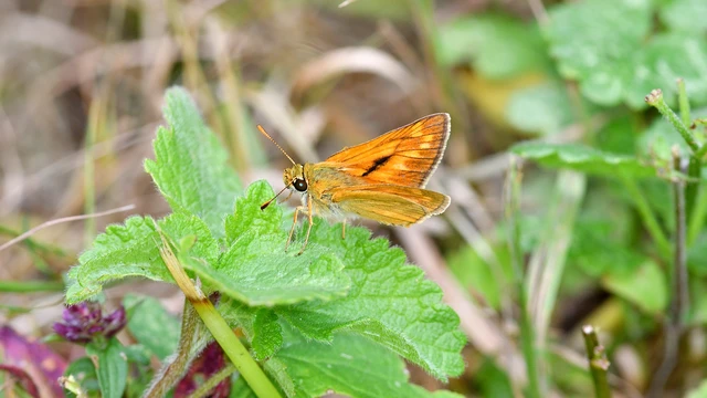Ochlodes sylvanus - erdei busalepke