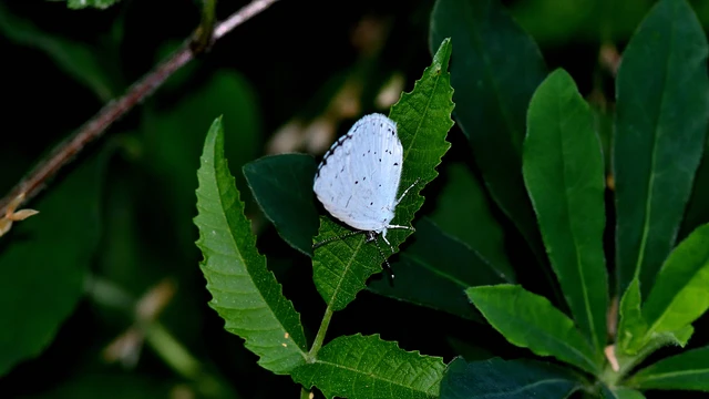 Celastrina argiolus - bengeboglárka