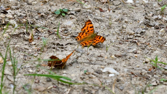 Nymphalis c-album - C-betűs lepke