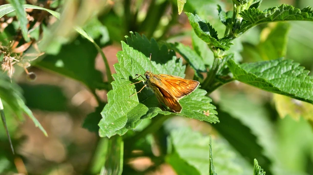 Ochlodes sylvanus - erdei busalepke