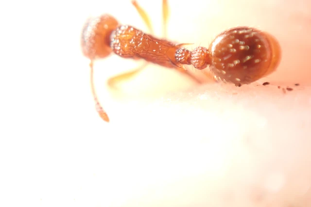 Myrmica sabuleti - gyakori bütyköshangya