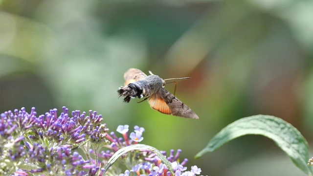 Macroglossum stellatarum - kacsafarkú szender