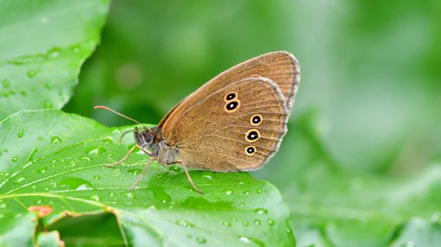 Aphantopus hyperanthus - közönséges ökörszemlepke