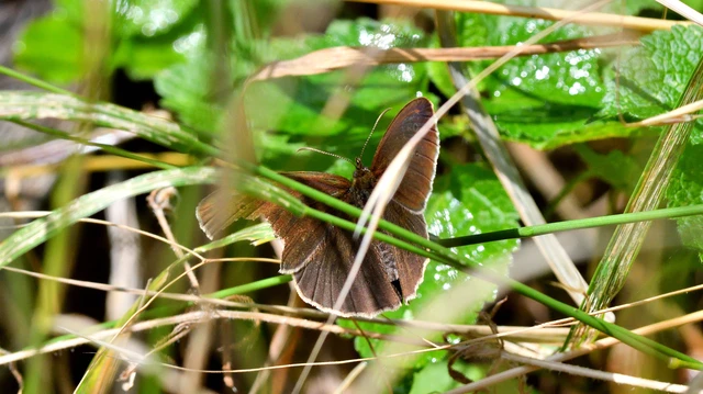 Aphantopus hyperanthus - közönséges ökörszemlepke