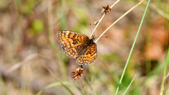 Melitaea athalia - közönséges tarkalepke