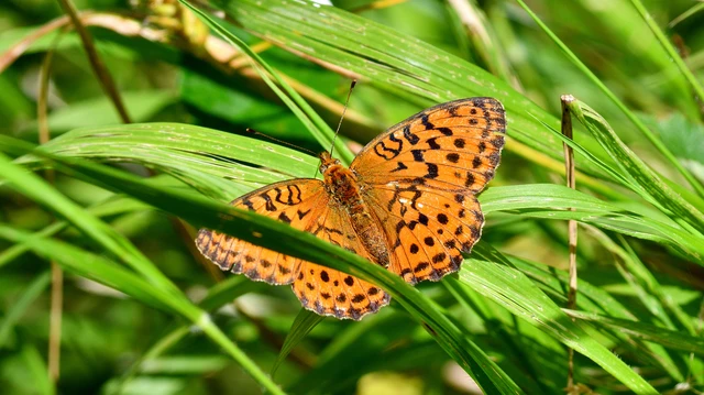Brenthis daphne - málna-gyöngyházlepke Brenthis daphne - málna-gyöngyházlepke