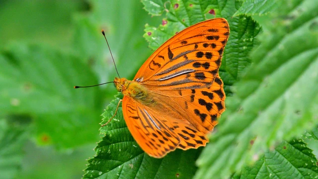 Argynnis paphia - nagy gyöngyházlepke