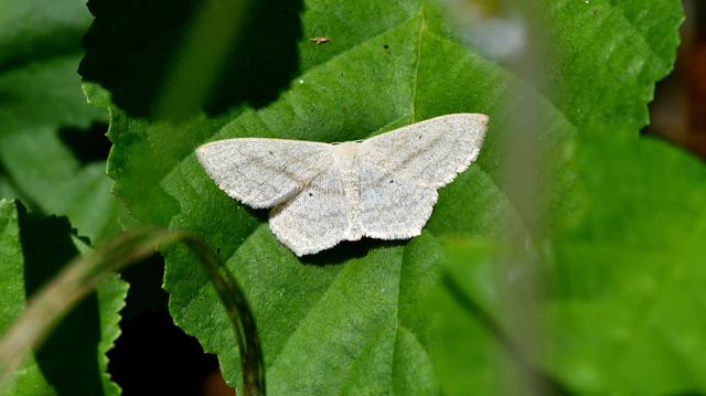 Scopula nigropunctata - feketepettyes araszoló