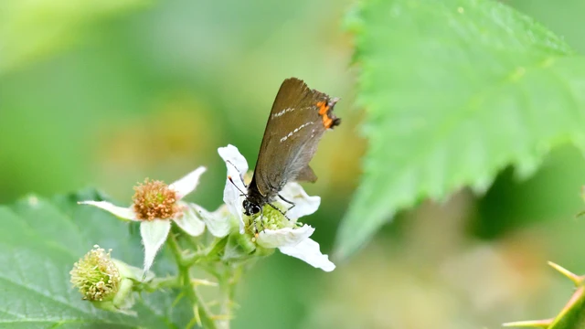 Satyrium w-album - szilfa-csücsköslepke