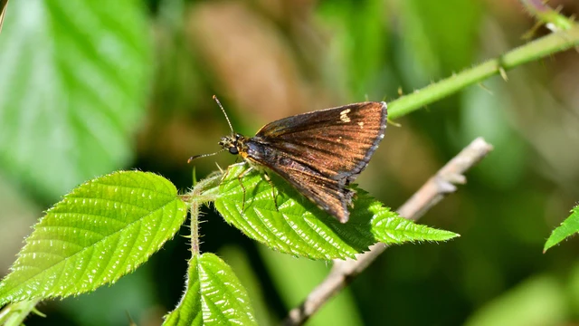 Heteropterus morpheus - tükrös busalepke