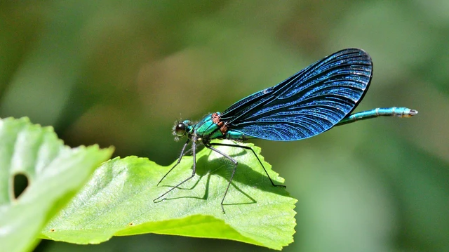 Calopteryx virgo - kisasszony-szitakötő