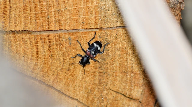 Clerus mutillarius - feketenyakú szúfarkas
