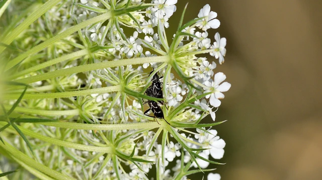 Chlorophorus sartor - feketevállú darázscincér