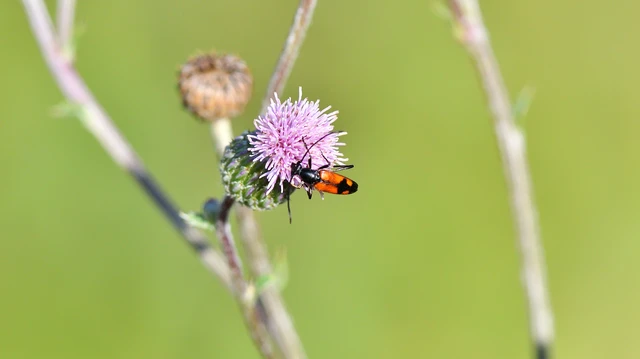 Stenurella bifasciata - kétöves karcsúcincér