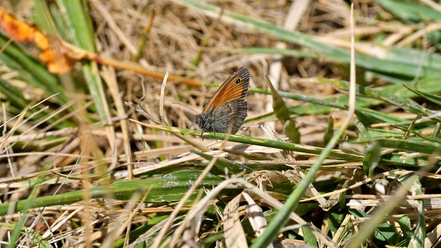 Coenonympha pamphilus - kis szénalepke