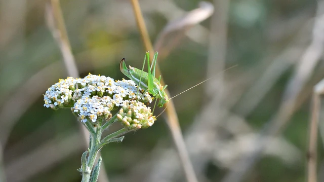 Leptophyes albovittata - közönséges virágszöcske Leptophyes albovittata - közönséges virágszöcske