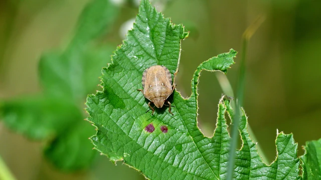 Eurygaster testudinaria - teknőspoloska Eurygaster testudinaria - teknőspoloska