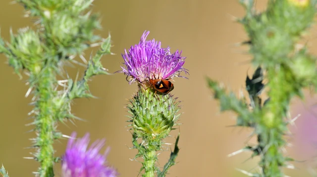 Deraeocoris ruber - vöröses mezeipoloska